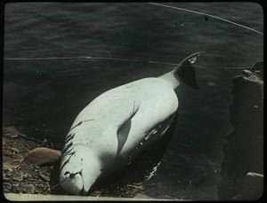 Image: White Whale, Chidley, Labrador